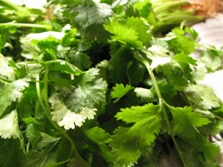 fresh ingredients - coriander